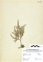 藏品(密葉卷柏)的圖片